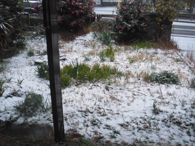 家の庭（2014/2/8 AM10時頃）雪が降っております