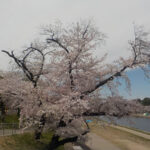 殿橋テラスに咲いている桜（2022年4月1日）