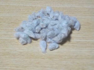 昨年収穫した綿の種