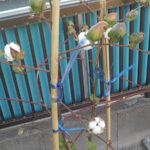 綿の観察記録-170日目「花壇の白い綿　拡大」