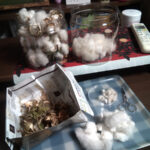 綿の観察記録-196日目「綿と種に仕分け中」