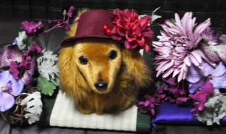 profile画像「赤帽子をかぶったわんこ、お花に囲まれて（2016/11/1）」