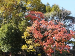 南公園の紅葉＆黄葉＆緑葉（2014/11/28）