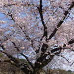 南公園「桜満開（2015/3/31）」