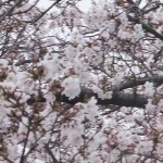 南公園の桜（2016/4/2）