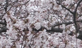 南公園の桜（2016/4/2）