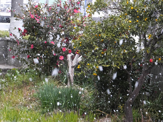 家の庭「雪が降ってきました（2015/1/1 PM15時頃）