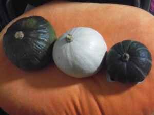 かぼちゃ３種