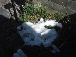 雪が残っている家の庭の一角（2014/2/11）