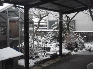 雪（2014/2/14 AM7:30頃）