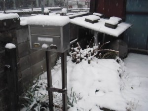 雪（2014/2/14 AM7:30頃）