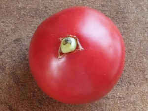 トマトから芽がでている？