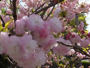 上地八幡宮「鬱金桜・左近桜（2016/4/16）」