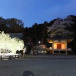 上地八幡宮「桜まつり・鬱金桜（2017/4/16）」